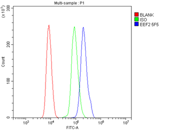 EEF2 Antibody (monoclonal, 5F5)