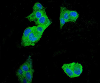 EEF2 Antibody (monoclonal, 5F5)
