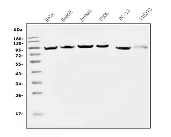 EEF2 Antibody (monoclonal, 5F5)