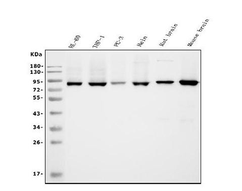 APPL/APPL1 Antibody (monoclonal, 5G11)