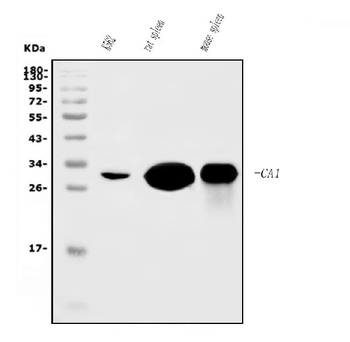 Carbonic Anhydrase I/CA1 Antibody (monoclonal, 4D5)