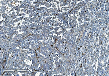 CD34 Antibody