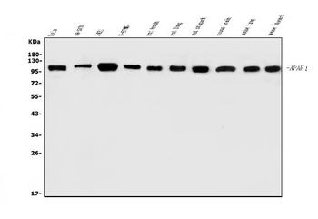 AFAP/AFAP1 Antibody