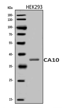 Carbonic anhydrase 10/CA10 Rabbit Polyclonal Antibody