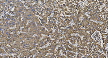 N Cadherin/CDH2 Rabbit Polyclonal Antibody