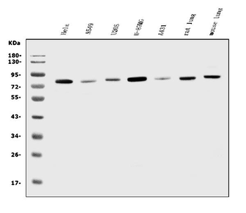 K Cadherin/CDH6 Antibody
