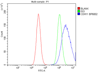 OB Cadherin/CDH11 Rabbit Polyclonal Antibody