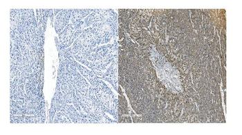 OB Cadherin/CDH11 Rabbit Polyclonal Antibody