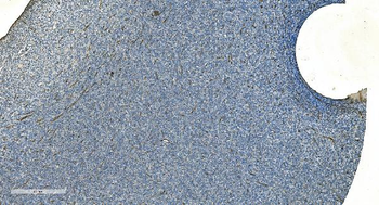 H Cadherin/CDH13 Antibody