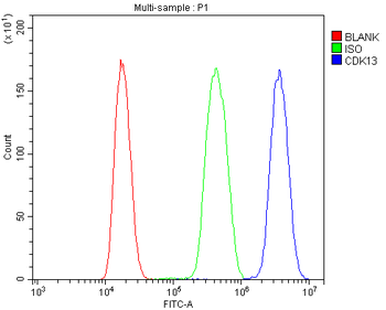 CDK13 Rabbit Polyclonal Antibody