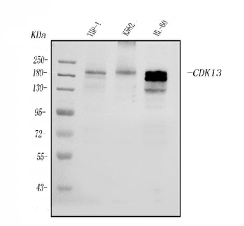 CDK13 Rabbit Polyclonal Antibody
