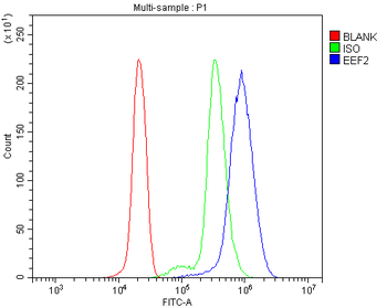 EEF2/Elongation factor 2 Antibody
