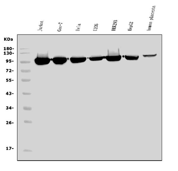 EEF2/Elongation factor 2 Antibody