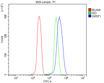 GRSF1 Antibody