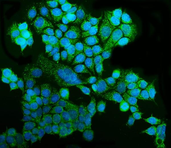 GRSF1 Antibody