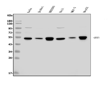 GRSF1 Antibody