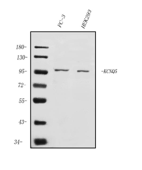 KCNQ5 Rabbit Polyclonal Antibody