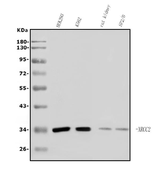 XRCC2 Rabbit Polyclonal Antibody