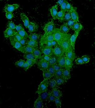 CD44 Antibody (monoclonal, 7H7)