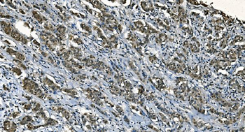 CDC45L Antibody (monoclonal, 6H6)