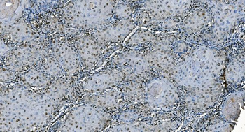 CDC45L Antibody (monoclonal, 6H6)
