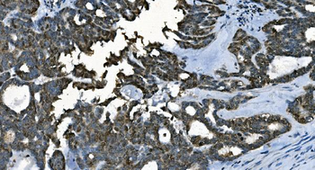 CDC45L Antibody (monoclonal, 6H6)