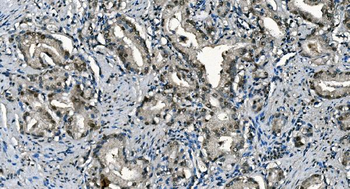 CDC45L Antibody (monoclonal, 6H6)