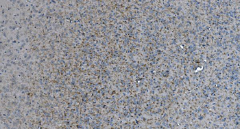 MAG Antibody (monoclonal, 2G11)