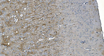 MAG Antibody (monoclonal, 2G11)