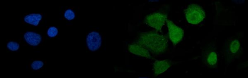 U2AF65/U2AF2 Antibody (monoclonal, 10F4)