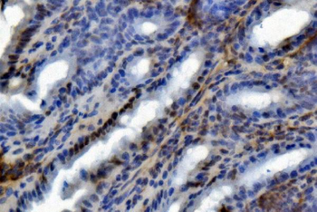 U2AF65/U2AF2 Antibody (monoclonal, 10F4)