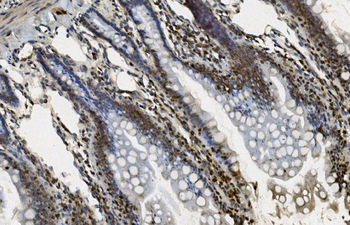 U2AF65/U2AF2 Antibody (monoclonal, 3G9)