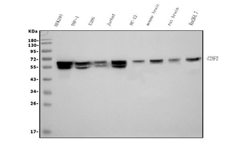 U2AF65/U2AF2 Antibody (monoclonal, 3G9)