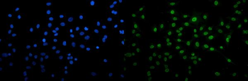 U2AF65/U2AF2 Antibody (monoclonal, 3G9)