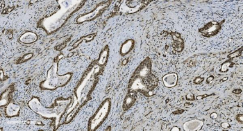 U2AF65/U2AF2 Antibody (monoclonal, 3G9)