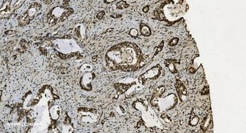 U2AF65/U2AF2 Antibody (monoclonal, 3G9)