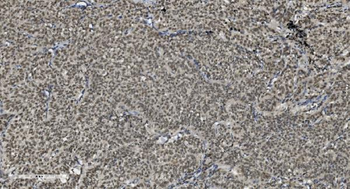 U2AF65/U2AF2 Antibody (monoclonal, 3G9)