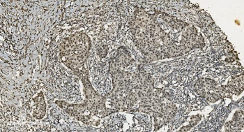 U2AF65/U2AF2 Antibody (monoclonal, 3G9)