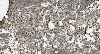 U2AF65/U2AF2 Antibody (monoclonal, 3G9)