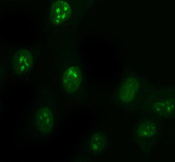 DDX1 Antibody (monoclonal, 3I10)