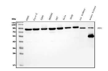 DDX1 Mouse Monoclonal Antibody