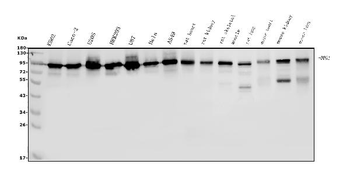DDX1 Antibody (monoclonal, 11E5)