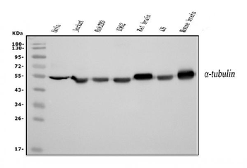Tubulin alpha Antibody (monoclonal, 7B12)