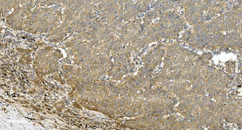 Tubulin alpha Antibody (monoclonal, 7B12)