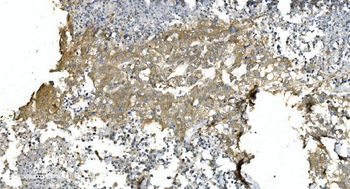 Tubulin alpha Antibody (monoclonal, 7B12)