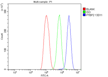 PTBP2 Antibody (monoclonal, 13D11)
