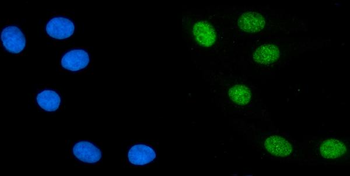 PTBP2 Antibody (monoclonal, 13D11)
