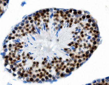 PTBP2 Antibody (monoclonal, 13D11)