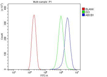 P Glycoprotein/ABCB1 Antibody