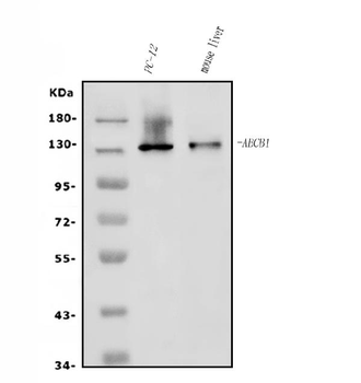 P Glycoprotein/ABCB1 Antibody